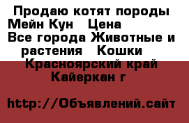 Продаю котят породы Мейн Кун › Цена ­ 12 000 - Все города Животные и растения » Кошки   . Красноярский край,Кайеркан г.